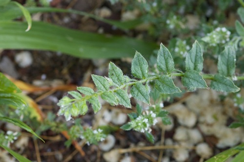 Bothriospermum chinense