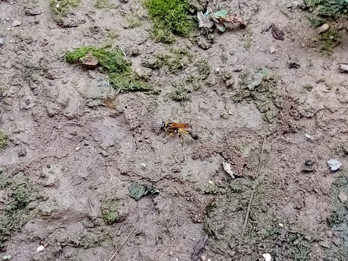Sceliphron madraspatanum