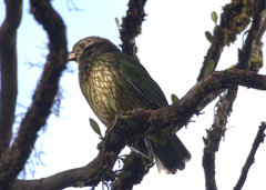 Ailuroedus maculosus