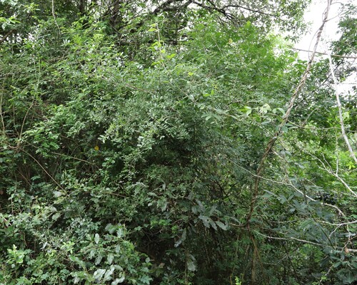Zanthoxylum capense, photograph 6