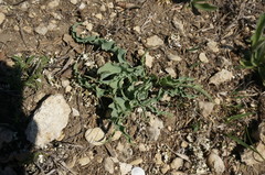 Takhtajaniantha crispa