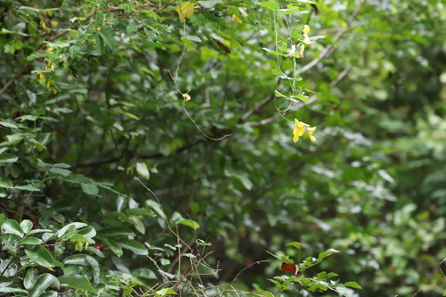 Rhynchosia caribaea, photograph 5
