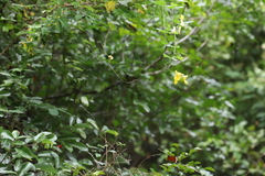 (c) Suvarna Parbhoo Mohan, some rights reserved (CC BY-SA) Rhynchosia caribaea, photograph (c) Suvarna Parbhoo Mohan, some rights reserved (CC BY-SA)