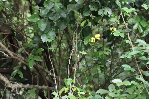 Rhynchosia caribaea, photograph 4