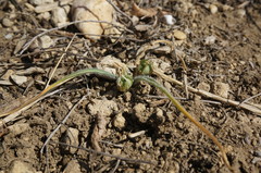 Ornithogalum fimbriatum