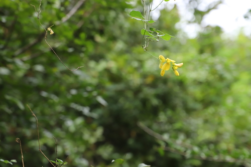 Rhynchosia caribaea, photograph 2