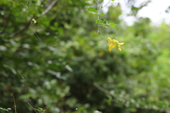 (c) Suvarna Parbhoo Mohan, some rights reserved (CC BY-SA) Rhynchosia caribaea, photograph (c) Suvarna Parbhoo Mohan, some rights reserved (CC BY-SA)