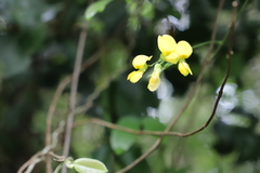 (c) Suvarna Parbhoo Mohan, some rights reserved (CC BY-SA) Rhynchosia caribaea, photograph (c) Suvarna Parbhoo Mohan, some rights reserved (CC BY-SA)