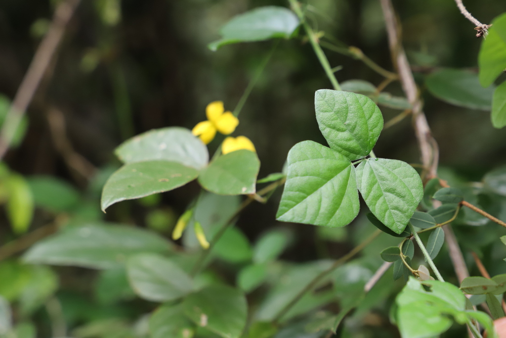 Rhynchosia caribaea; photograph (c) Suvarna Parbhoo Mohan, some rights reserved (CC BY-SA)