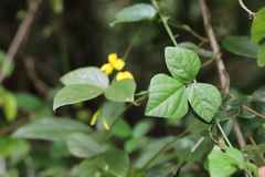 Rhynchosia caribaea