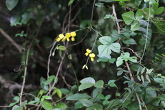 (c) Suvarna Parbhoo Mohan, some rights reserved (CC BY-SA) Rhynchosia caribaea, photograph (c) Suvarna Parbhoo Mohan, some rights reserved (CC BY-SA)