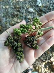 Zanthoxylum martinicense