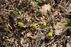 Cruciata taurica