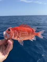 Bigeye Soldierfish photo 1