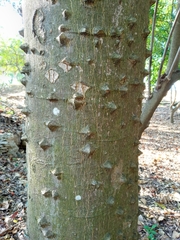 Zanthoxylum martinicense