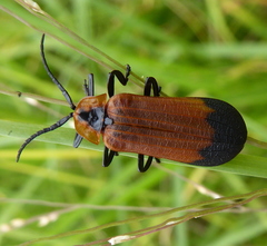 Haplolycus agrestis