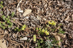 Cruciata taurica