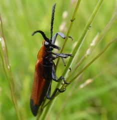 Haplolycus agrestis