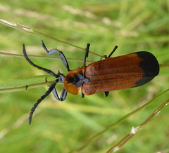 Haplolycus agrestis