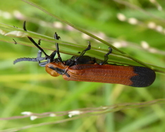 Haplolycus agrestis