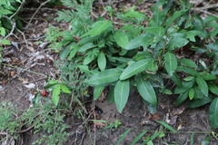 Ochna natalitia, photograph (c) Suvarna Parbhoo Mohan, some rights reserved (CC BY-SA)