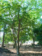 Zanthoxylum martinicense