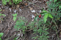 Ochna natalitia, photograph (c) Suvarna Parbhoo Mohan, some rights reserved (CC BY-SA)