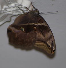 Eryphanis