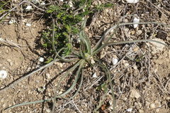 Pseudopodospermum molle