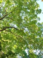 Zanthoxylum martinicense