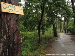 Pinus brutia pityusa