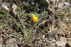 Pseudopodospermum molle