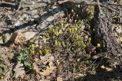 Cruciata taurica