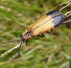Haplolycus agrestis