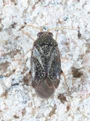 Phoenicocoris