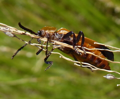 Haplolycus agrestis