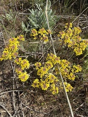 Odontarrhena tortuosa, photograph Stanislav Murashkin, CC BY, iNaturalist via GBIF