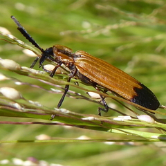 Haplolycus agrestis