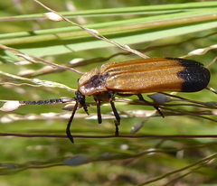 Haplolycus agrestis