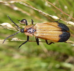 Haplolycus agrestis