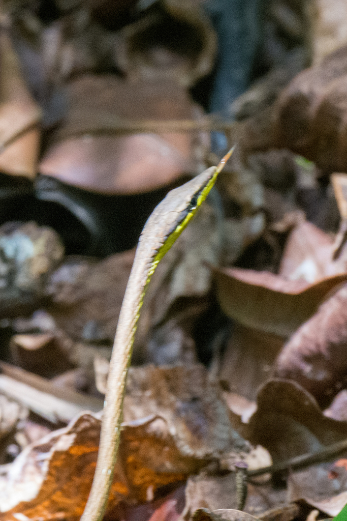 Rutherford's Vine Snake