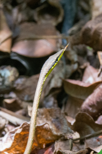 Rutherford's Vine Snake
