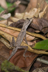 Anolis planiceps