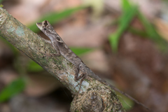 Anolis planiceps