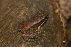 Mannophryne trinitatis