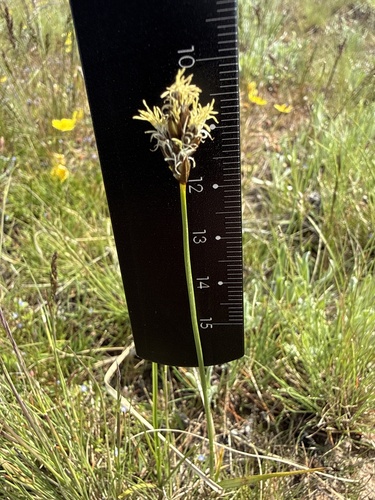 Carex stenophylla, photograph 3