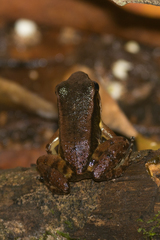 Mannophryne trinitatis