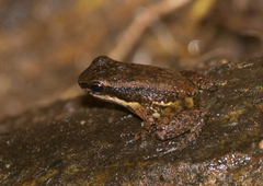 Mannophryne trinitatis