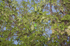 Plagianthus regius