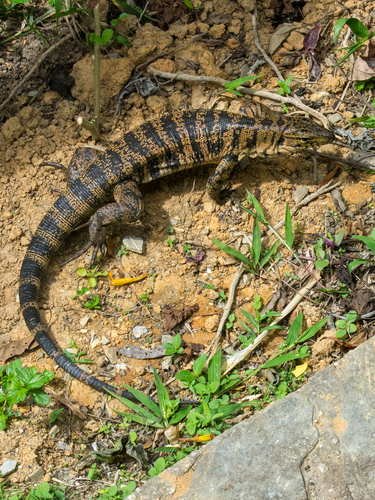 Cryptic golden tegu